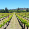 Vineyard Hopping in Napa Valley: An Ultimate Guide to the Best Wineries