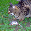 Why Do Cats Bring Us Dead Animals? The Reason Behind This Gruesome Behavior