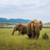 Why Elephants are Crucial to the Ecosystem