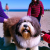 Why Socializing Your Pet from an Early Age is Crucial for Their Development