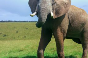 10 Amazing Facts About Elephants