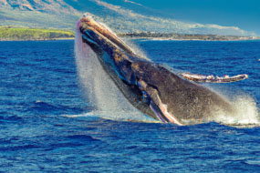 10 Fascinating Facts About Whales That Will Amaze You