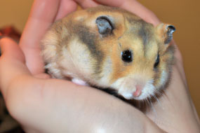 10 Fun and Interesting Facts About Hamsters