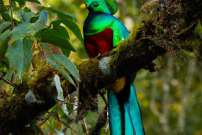 10 Most Beautiful Birds and Where to Find Them