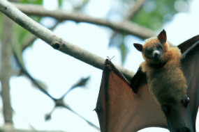 10 Strange and Fascinating Facts About Bats - Discover the Unknown World of These Night Flyers