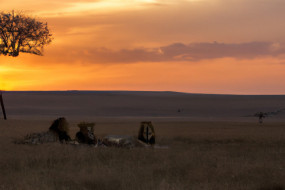 African Safari Guide: Exploring the Best Locations and Seasons