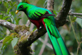 Discover the 10 Most Beautiful Birds in the Rainforest