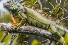 Discovering the Fascinating World of Reptiles