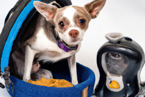 How to Keep Your Pet Safe and Comfortable During a Move