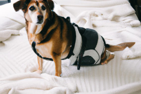 Living with a Disabled Pet: Challenges and Rewards