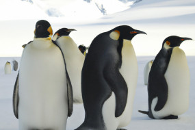 Penguin Power: The Amazing Lives of These Cold-Weather Birds