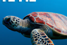 Save the Sea Turtles: The Battle to Protect These Majestic Creatures