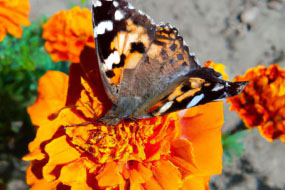 The Beautiful Diversity of Butterfly Species: A Close Look at These Graceful Insects