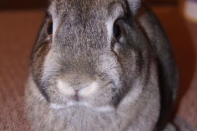 The Benefits of Having a Rabbit as a Pet - Why Bunnies Make Great Companions