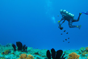 The Best Places to Go Scuba Diving: Explore the Wonders of the Deep