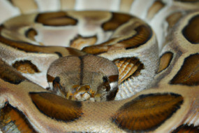 The Best Ways to Care for Your Pet Snake