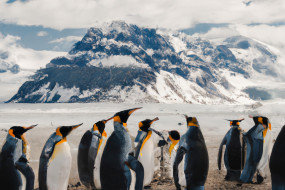 The Curious Life of Penguins: A Peek Into Their Fascinating World