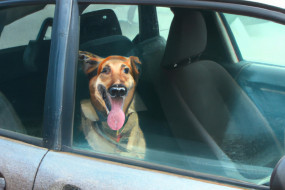 The Dangers of Leaving Your Pet in a Hot Car - Why You Should Never Do It