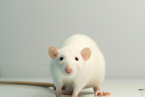 The Ethical Dilemma of Animal Testing for Medical Research