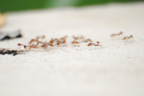 The Fascinating World of Ants: Behaviors and Colony Structures