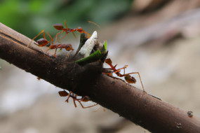 The Fascinating World of Ants: Exploring Their Social Structure and Survival Techniques