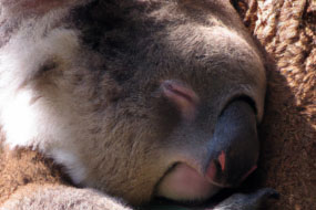 The Life of Koalas: Anatomy, Behavior and Habitat