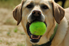 The Science Behind Why Dogs Love to Play Fetch