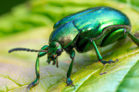 The Surprising World of Beetles: A Look into These Fascinating Insects