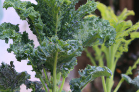 The Ultimate Guide to the Health Benefits of Eating Kale