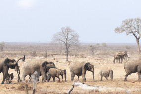 The Vital Role of Animal Conservation in Sustainable Tourism