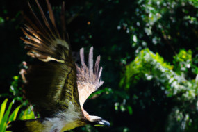 The World's Most Endangered Birds: The Philippine Eagle, The Kakapo, and The Albatross