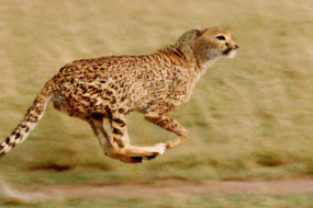 Top 20 Fastest Animals on Earth – Cheetahs, Eagles, and More