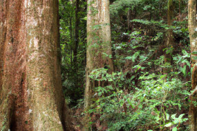 Unforgettable Adventures in the Australian Rainforest: An Insider's Guide