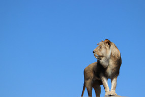 Unlocking the Secret: The Art and Science of Animal Communication