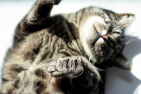 Why Do Cats Purr? The Science Behind this Feline Sound