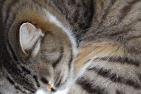 Why Do Cats Purr? The Truth Behind This Mysterious Sound