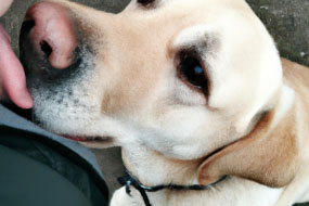 Why Do Dogs Lick Your Face? The Science Behind This Weird Behavior