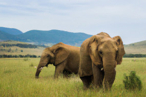 Why Elephants are Crucial to the Ecosystem