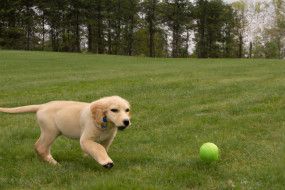 Why YouTube is the Best Place to Find Pet Videos